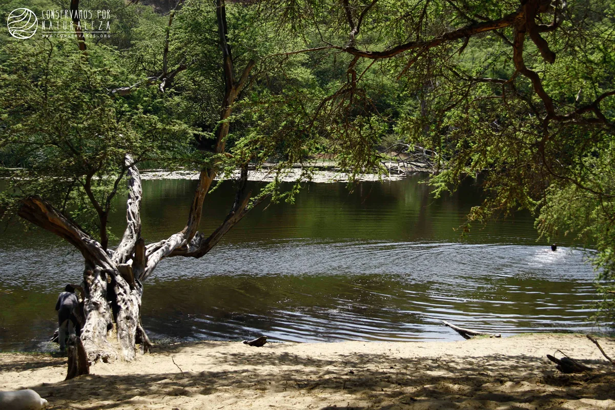 Laguna entre algarrobos en el bosque de El Ca&ntilde;oncillo