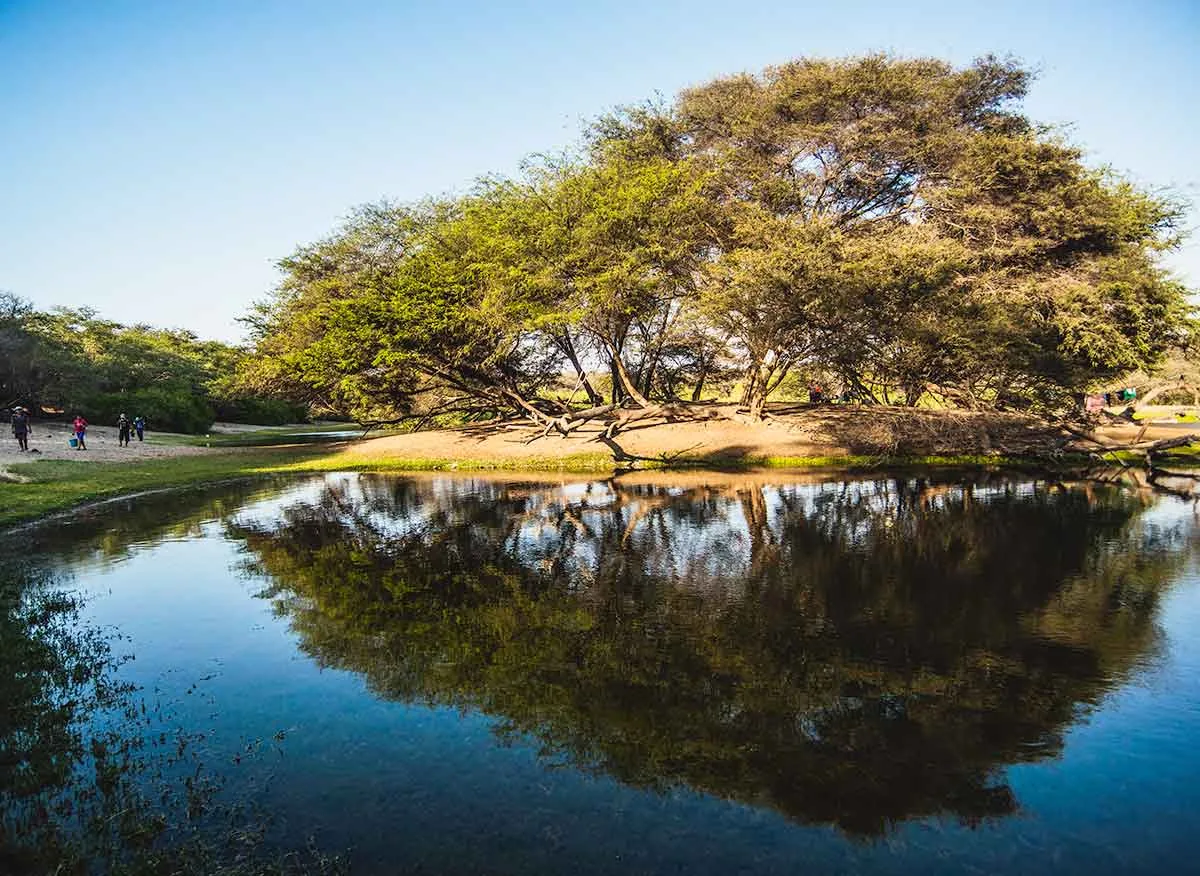 Algarrobos y laguna en el bosque de El Ca&ntilde;oncillo, con dunas al fondo