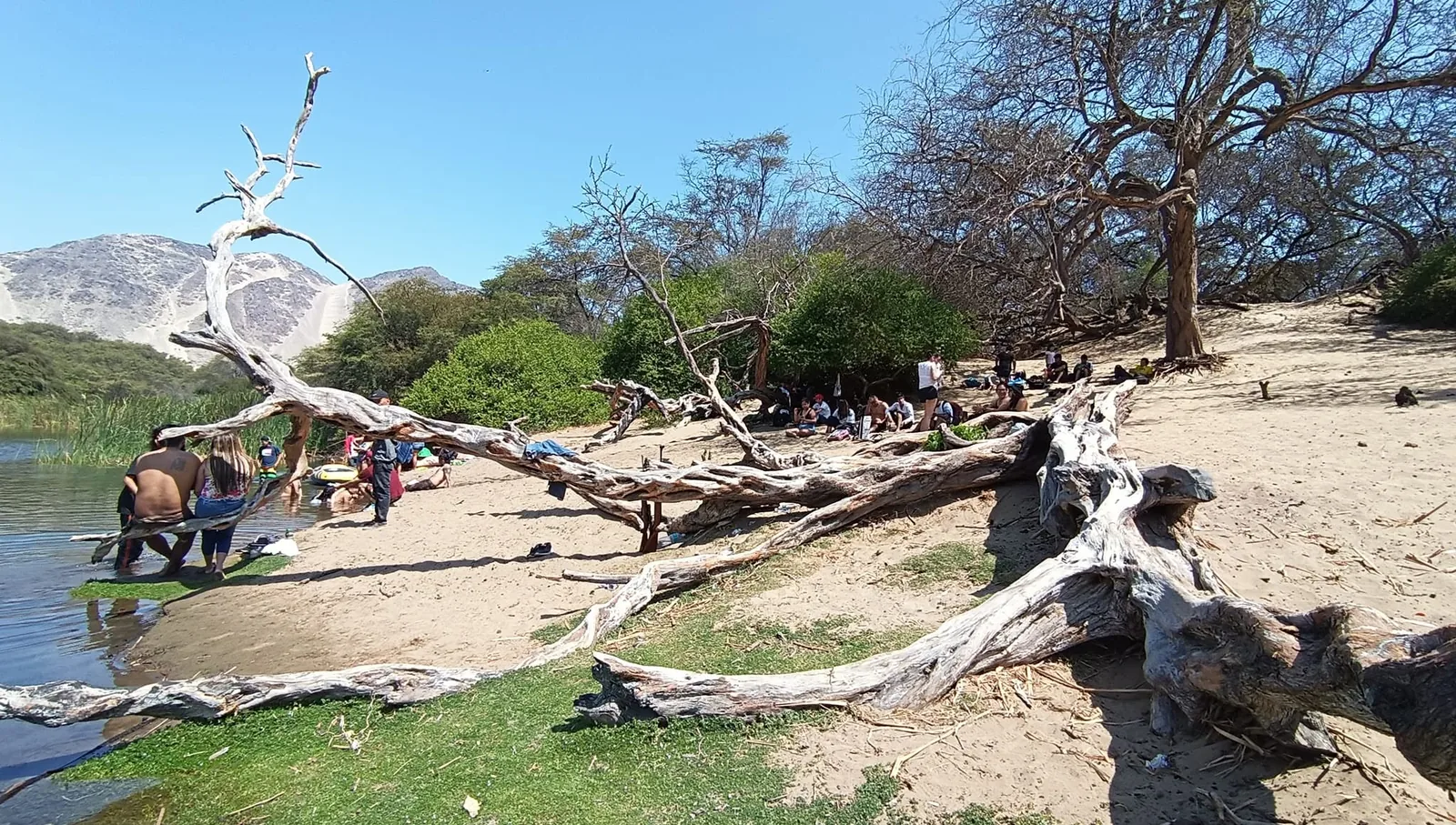 Troncos de algarrobo tendidos en la orilla de la laguna, con gente a la sombra